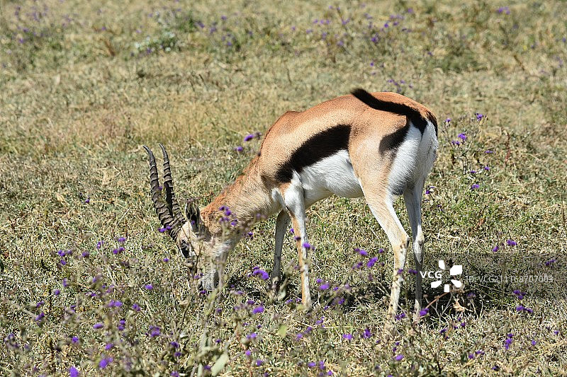 黑斑羚特写图片素材