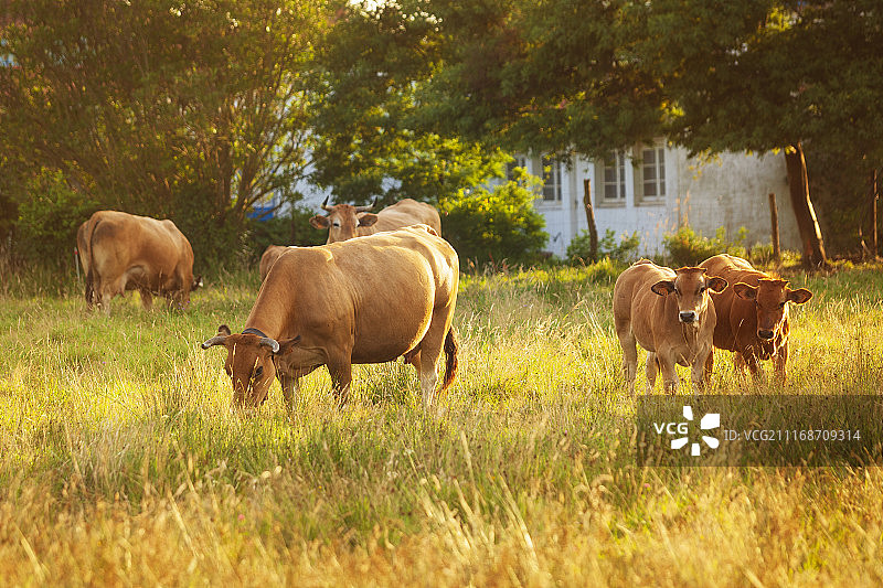 在阿斯图里亚斯吃草的牛群图片素材