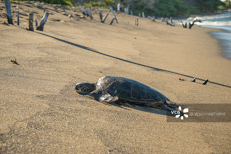 沙滩上的海龟图片素材