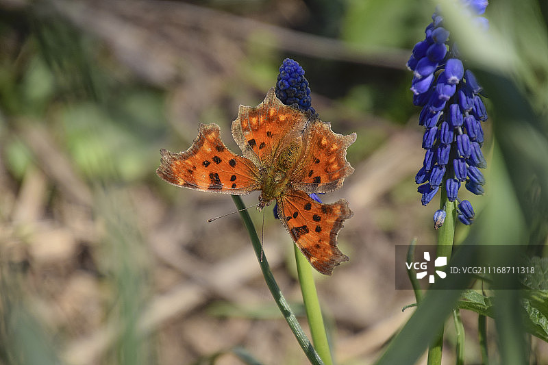 C-Album多角花粉图片素材