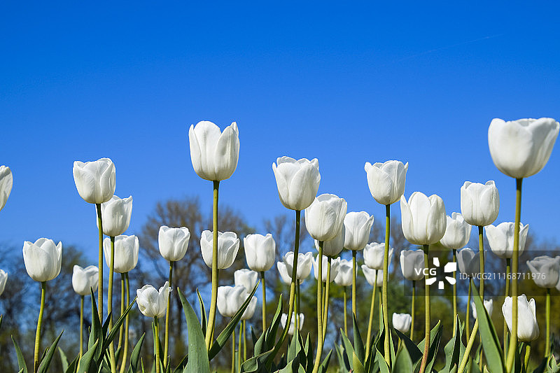 蓝天下美丽的郁金香花卉图片素材