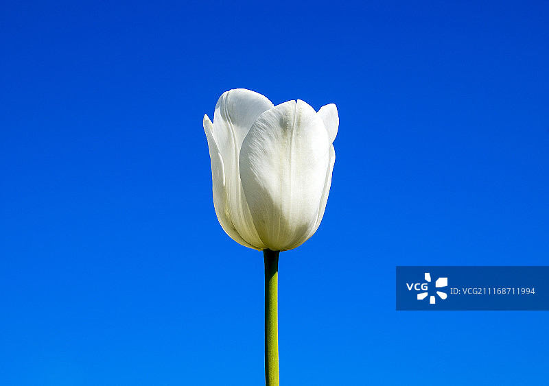 蓝天下美丽的郁金香花卉图片素材