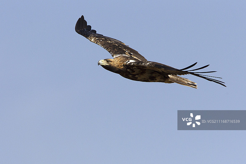西班牙皇 Eagle (Aquila Adalberti)图片素材