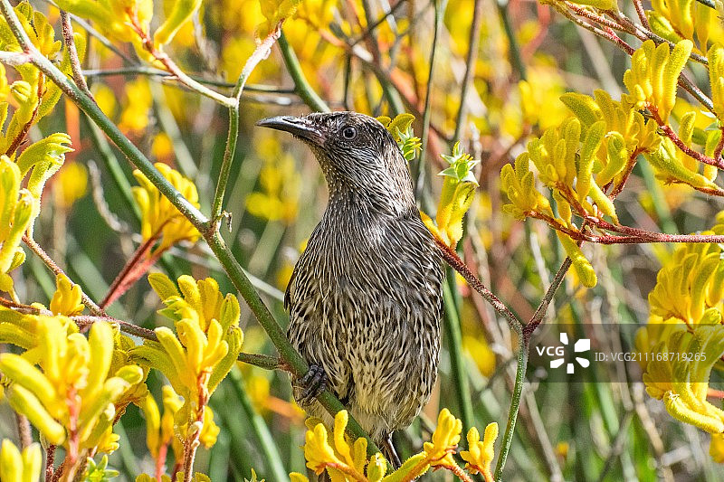 小垂蜜鸟图片素材