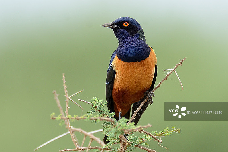 希氏椋鸟图片素材