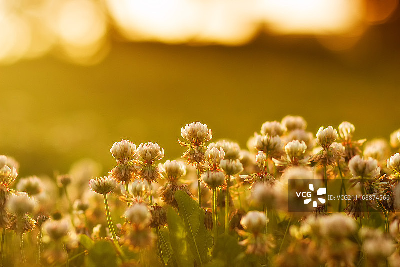 夕阳下的三叶草图片素材