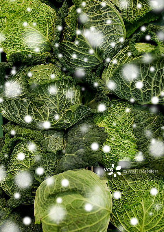 丰收、食物、蔬菜和农业概念 - 雪地上近距离拍摄皱叶甘蓝图片素材