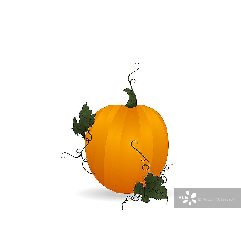 带有绿叶的成熟橙色南瓜蔬菜矢量图图片素材