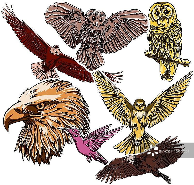 鸟类矢量图图片素材