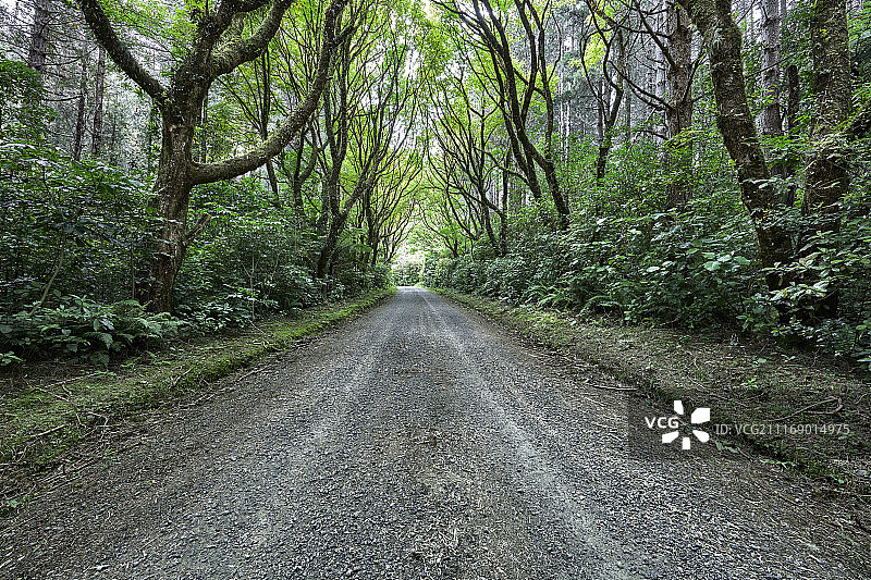 穿过茂密森林的未封闭道路图片素材