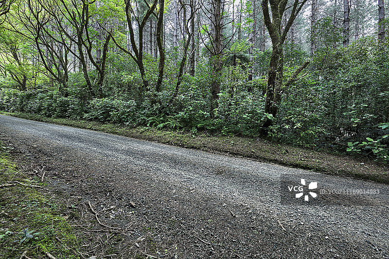 穿过茂密森林的未封闭道路图片素材