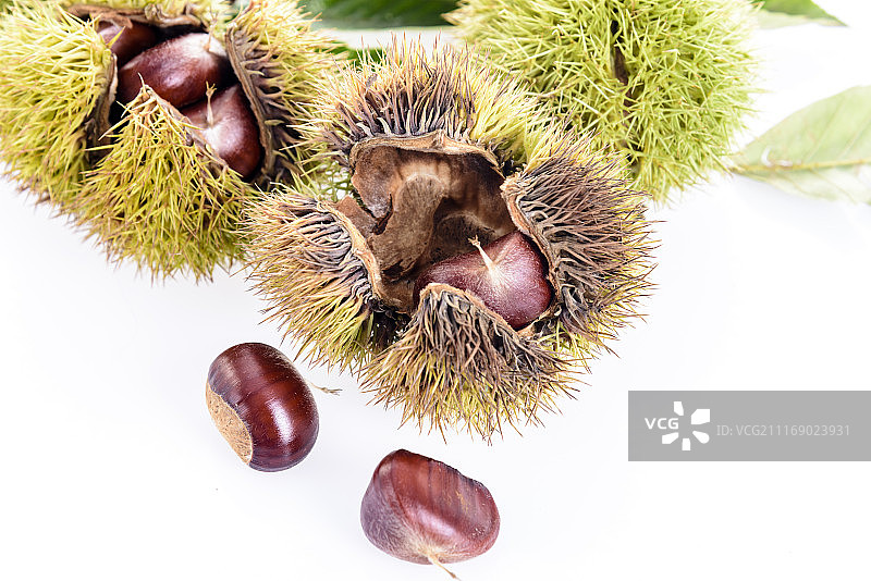 板栗图片素材