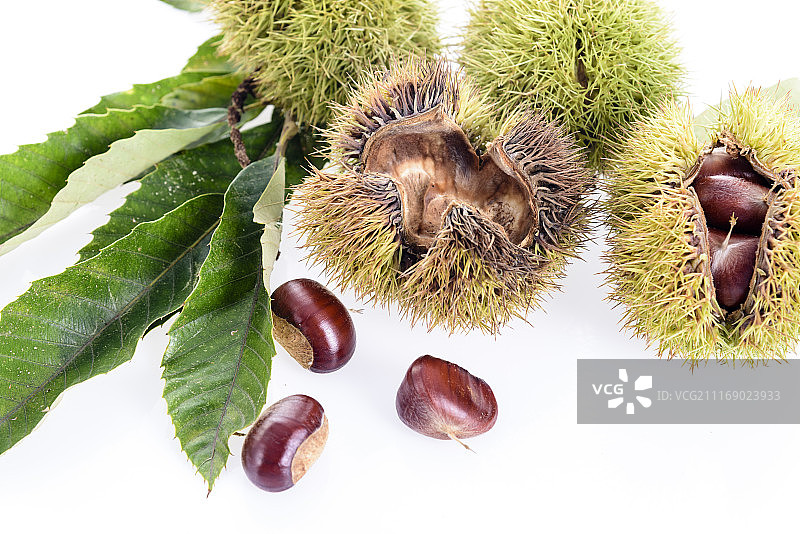 板栗图片素材