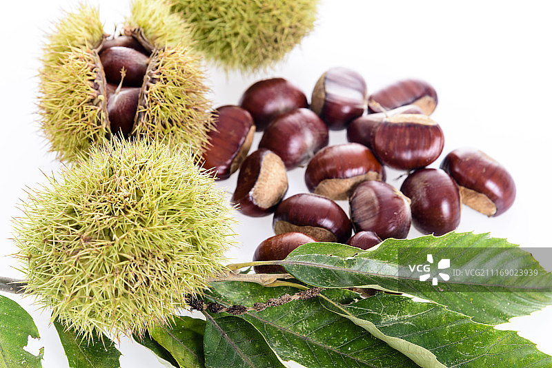 板栗图片素材