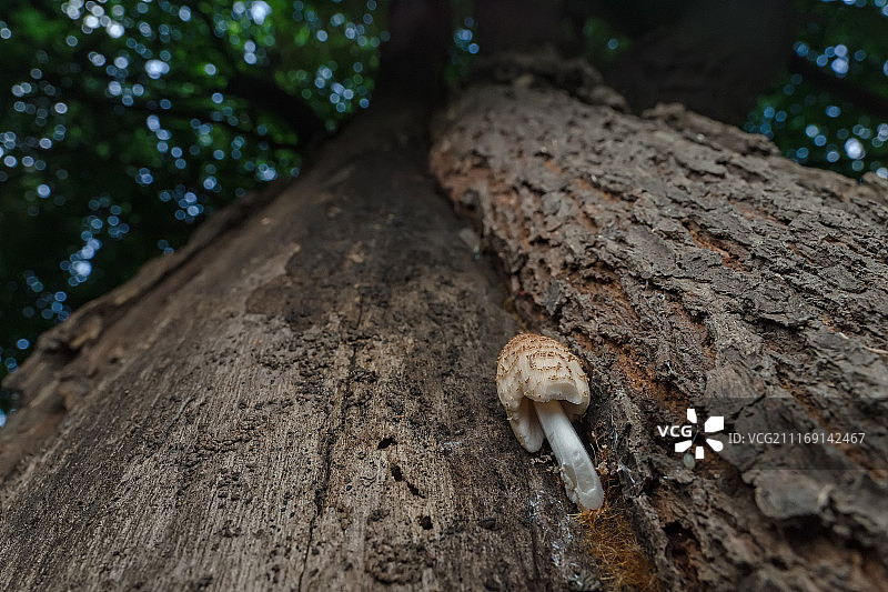 树干上的野生菌图片素材