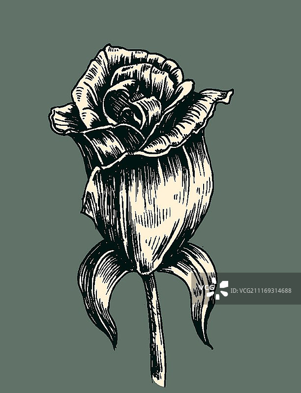 复古玫瑰矢量图图片素材