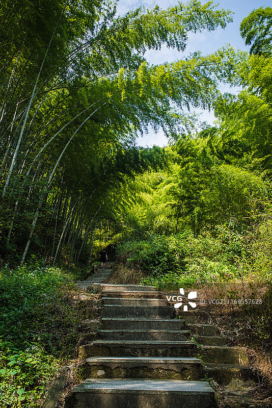 安徽木坑竹海图片素材