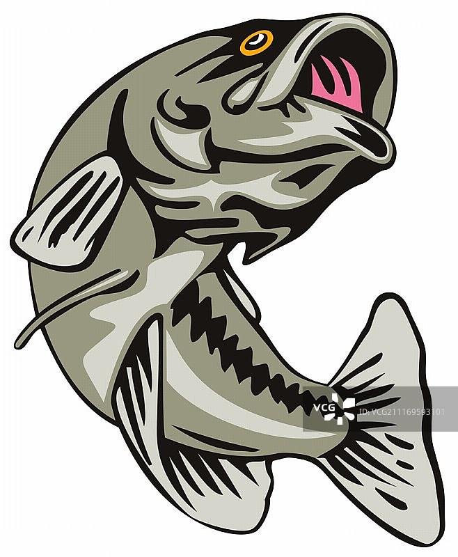 复古风格跃起的大嘴鲈鱼插画图片素材