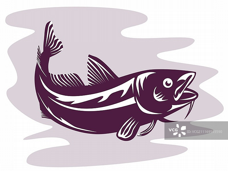 复古风格的大西洋鳕鱼插画图片素材