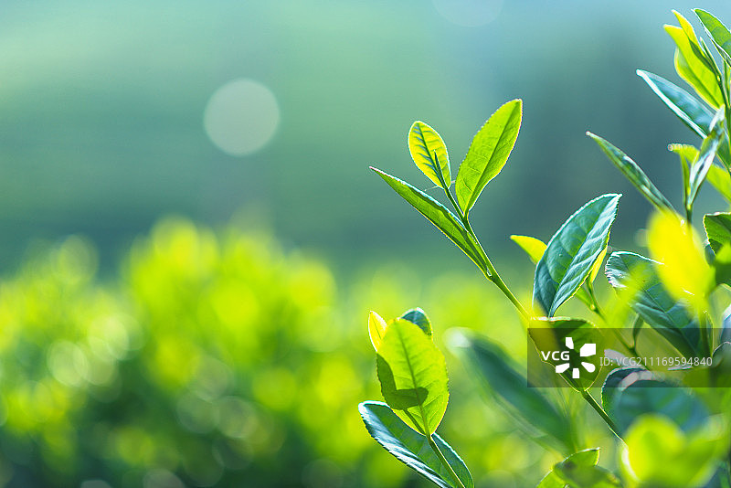 Growing Tea Leaves图片素材