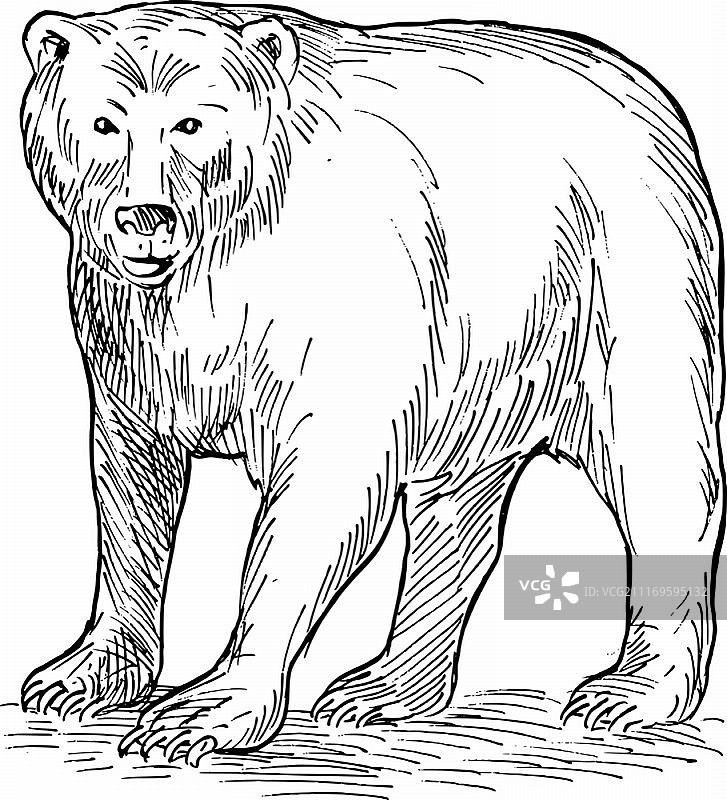 棕熊手绘素描插图图片素材