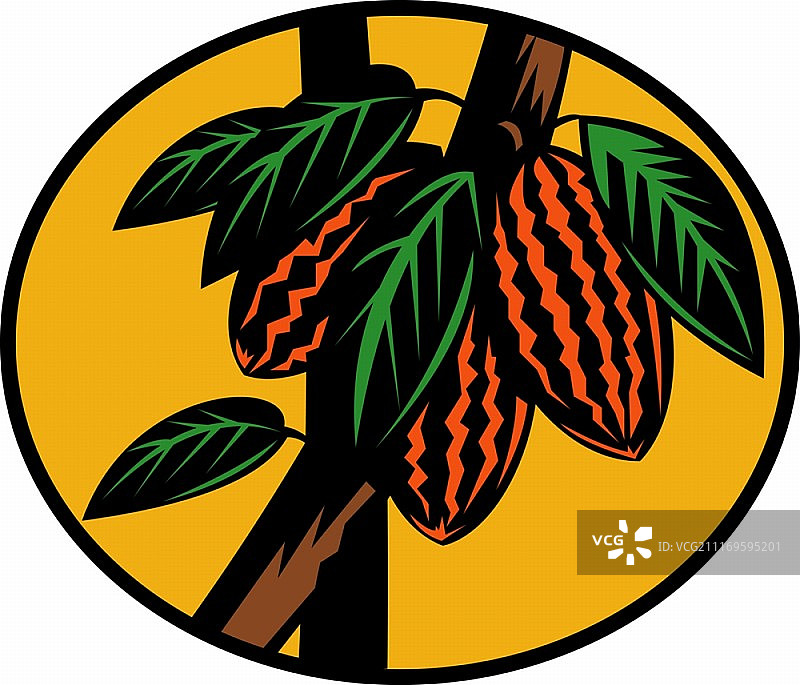 树上的可可果插画图片素材