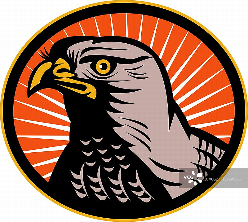 苍鹰头部侧视图插画图片素材