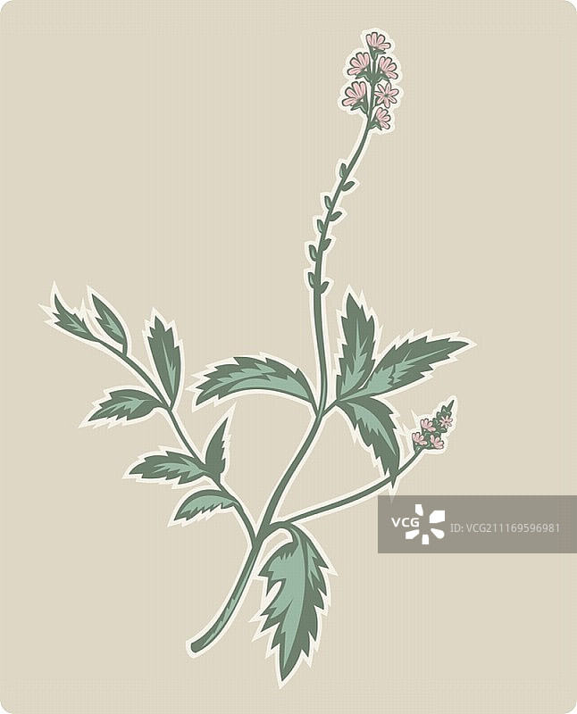 马鞭草或美女樱开花植物插画图片素材