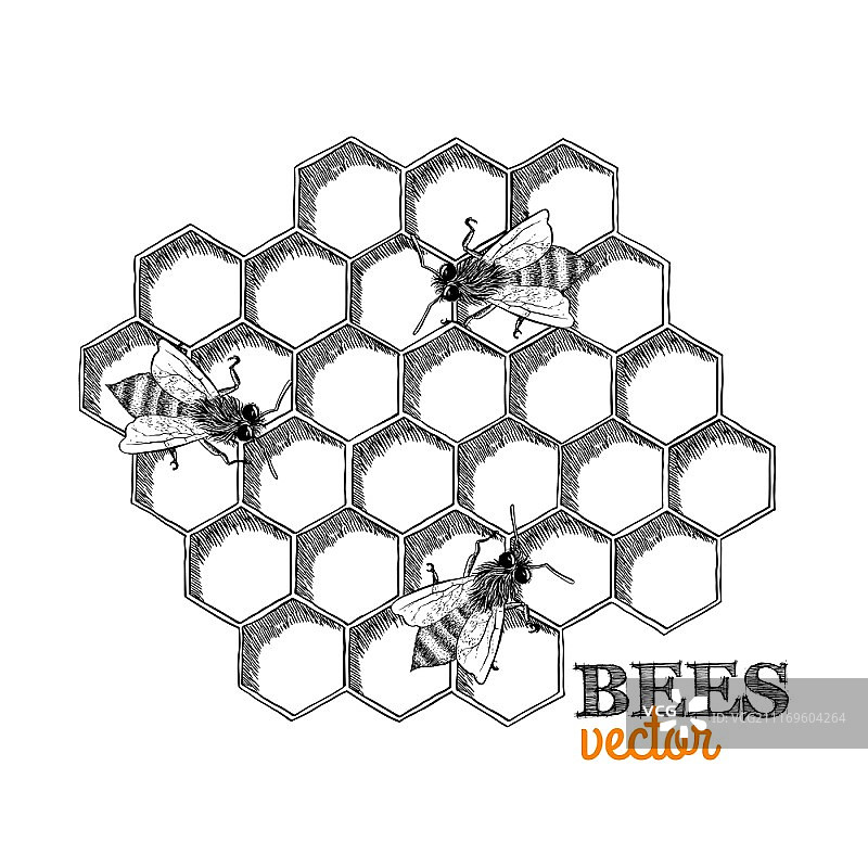 蜜蜂和蜂窝矢量插图图片素材