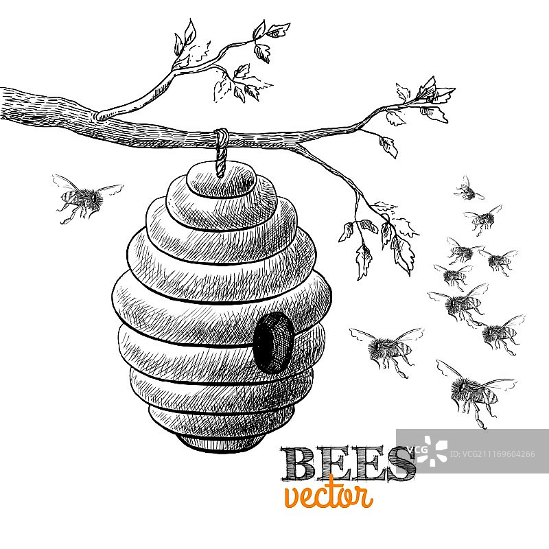 树枝上的蜜蜂和蜂巢矢量图图片素材