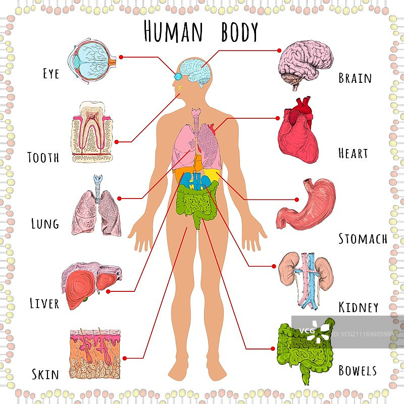 带有人体轮廓和器官矢量图的人体医学信息图图片素材