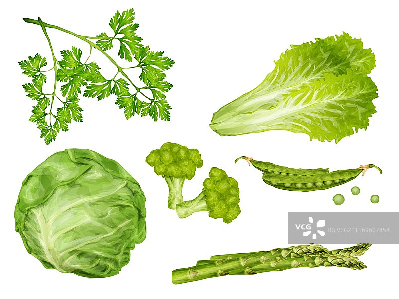 包含卷心菜、欧芹、豌豆和莴苣的绿色有机蔬菜套餐矢量图图片素材