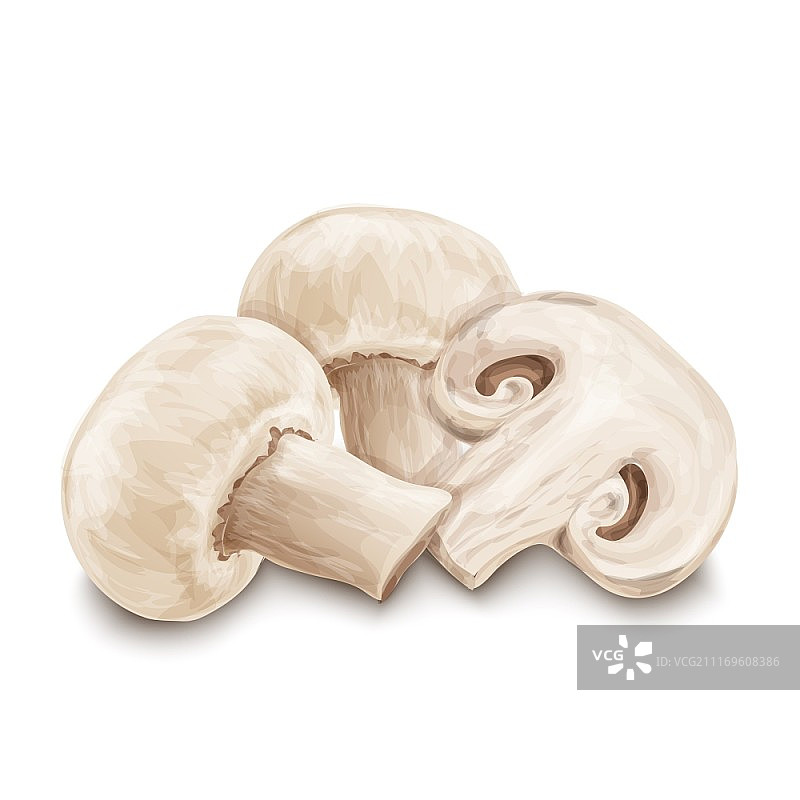 白色背景下的有机蔬菜写实蘑菇矢量素材图片素材