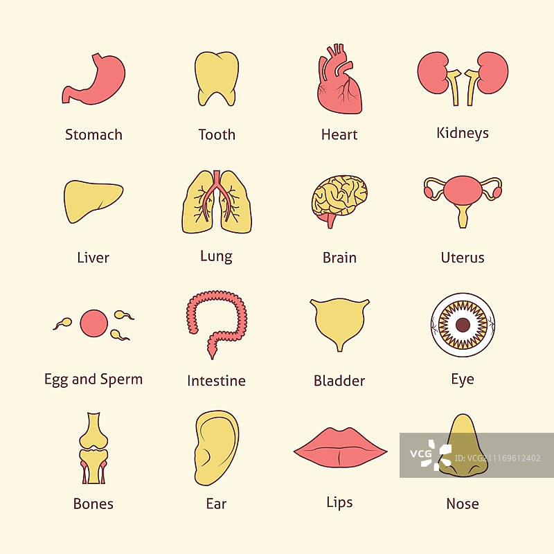 人体器官扁平线条图标合集：胃、牙齿、心脏，独立矢量图图片素材