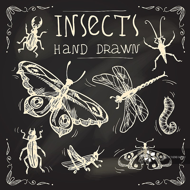 昆虫粉笔装饰图标矢量素材图片素材
