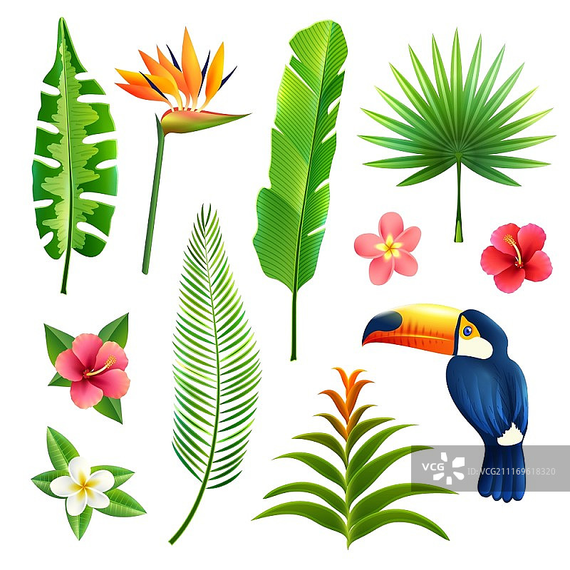 热带花园树叶和花卉与巨嘴鸟隔离矢量图图片素材