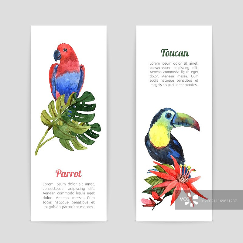 热带鸟类水彩banner：异域鹦鹉和巨嘴鸟热带雨林度假风竖版banner图片素材