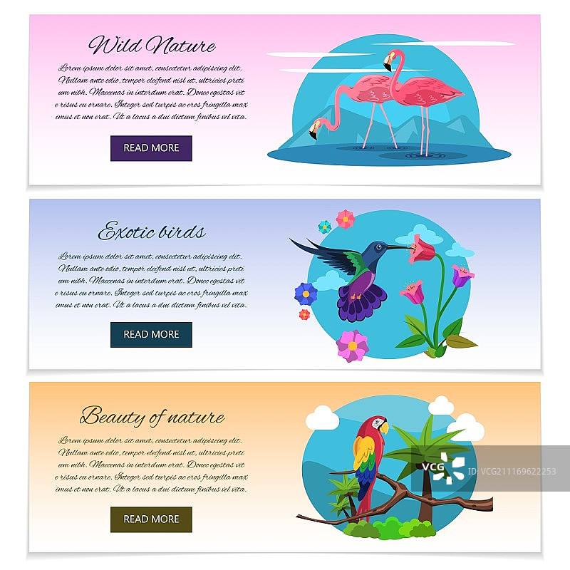 火烈鸟蜂鸟鹦鹉热带鸟类banner横幅图片素材