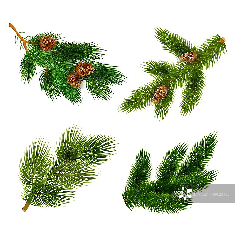 冷杉和松树枝图标集：圣诞装饰松树枝与球果图片素材