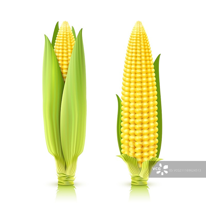 逼真的甜玉米装饰图标矢量图图片素材