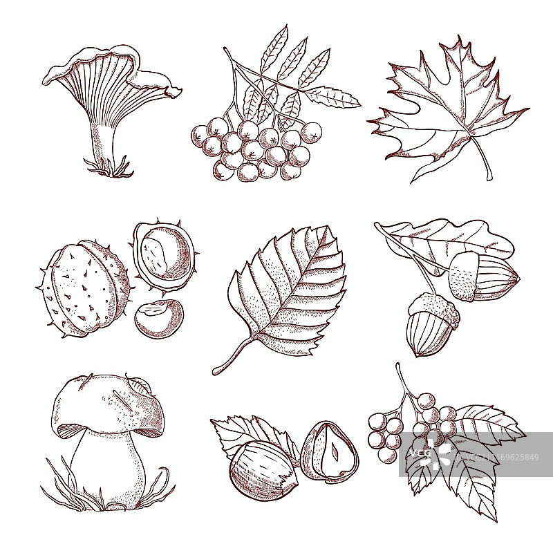 手绘秋季素材。手绘秋季蘑菇、树叶和森林浆果素材矢量图图片素材