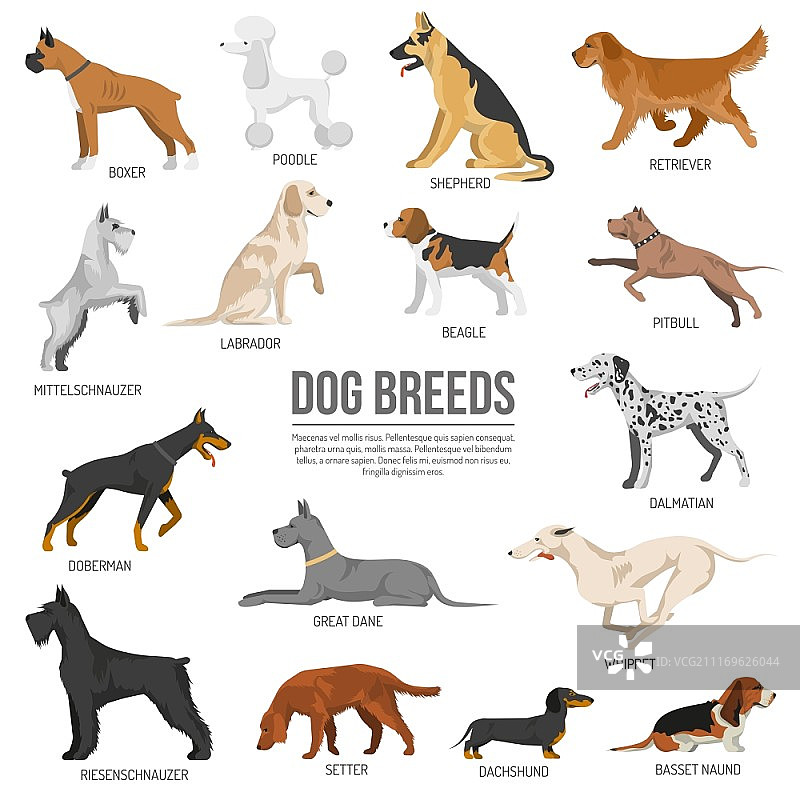犬类品种合集：含斗牛梗拳师犬贵宾犬矢量插画图片素材