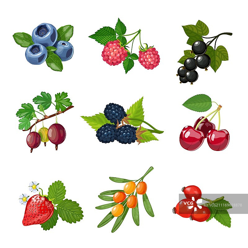 树木和灌木浆果套装。带有绿叶的树木和灌木浆果集隔离矢量插图图片素材