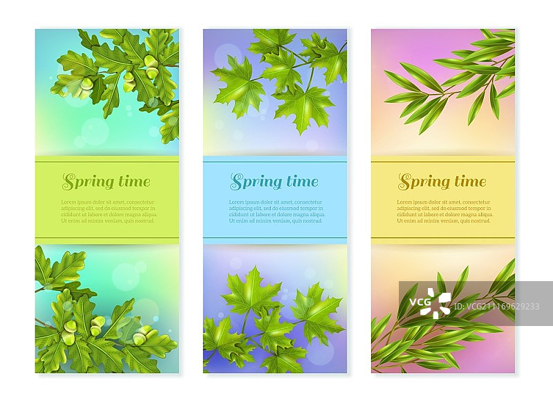 三个竖版树枝banner：鲜艳的橄榄、橡树和枫树枝叶图片素材