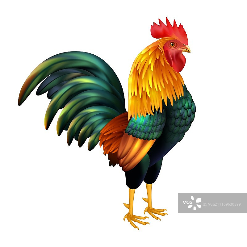 彩色逼真雄鸡。作为2017年中国新年的象征，白色背景上孤立的矢量插图图片素材