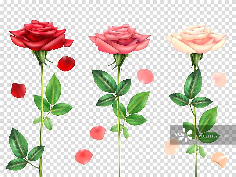 逼真的玫瑰花素材：红色和粉色玫瑰及花瓣，透明背景矢量图图片素材