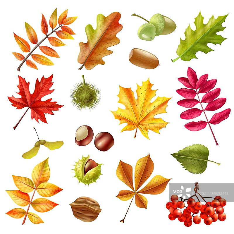 秋叶合集：不同树木的彩色秋叶，包括栗树、白蜡树和橡子，白色背景矢量插画图片素材