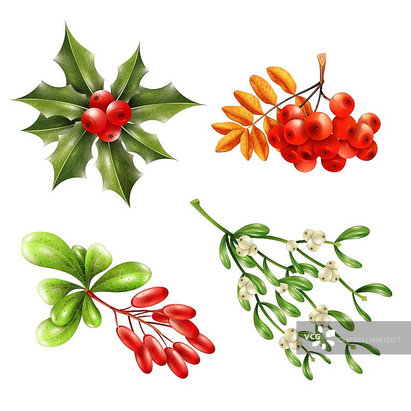 圣诞浆果树枝套装，包括槲寄生、花楸浆果等（白色背景矢量插画）图片素材