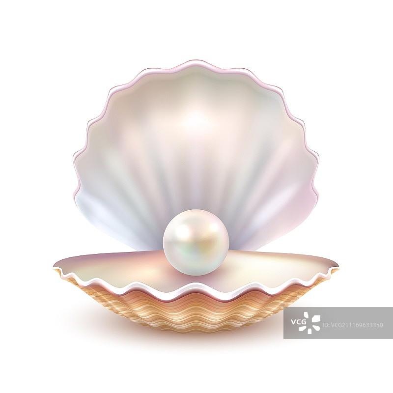 珍珠贝壳特写逼真图片。优质美丽天然开口珍珠贝壳特写有价值物体矢量插图图片素材