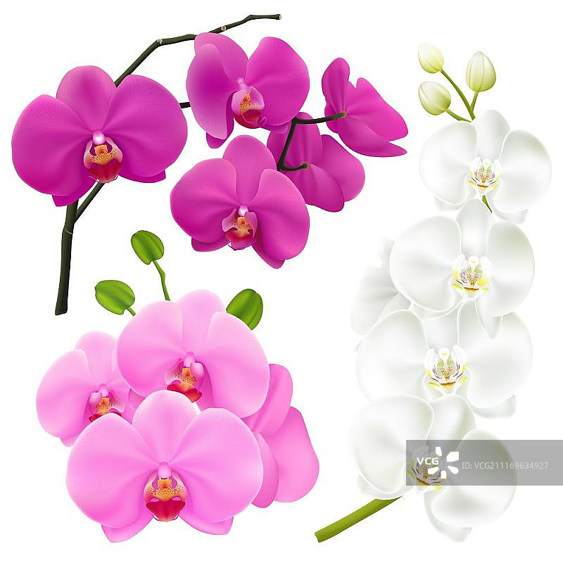 逼真色彩兰花合集：粉色、洋红色、紫色和白色兰花枝条矢量图图片素材